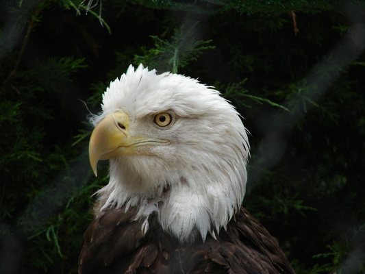 Product picture HAWKEYE Bluetooth Spy for Cell Phones. Hot selling item!